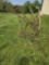 Antique walk behind cultivator