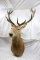 Argentina Red Stag mount