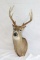 Buck mount, 8 point
