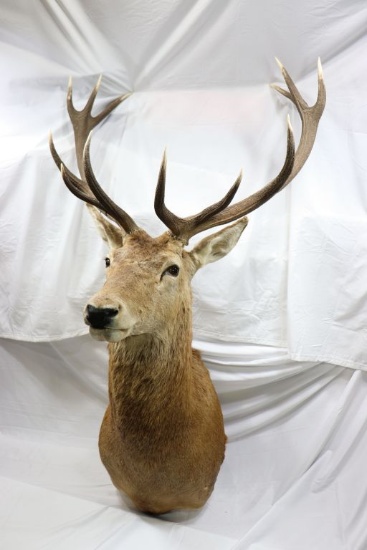 Argentina Red Stag mount
