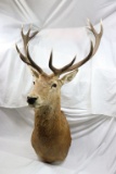 Argentina Red Stag mount