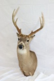Buck mount, 8 point