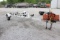 single axel boat trailer (no title)