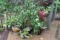 Assortment of Potted Plants
