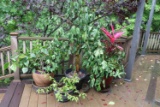 Assortment of Potted Plants