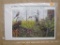 Longleaf Pine Forest Full Pane of Collectible Stamps, 4th in the series, US 34 cent stamps, sealed