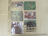 Twelve Shenandoah National Park postcards of wildlife, including Opossum, White-Tailed Deer, Striped