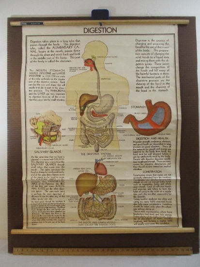 Vintage Fabric Medical Poster FH 6: Digestion, 32 1/4" x 41 1/2", Copyright Central Lithograph