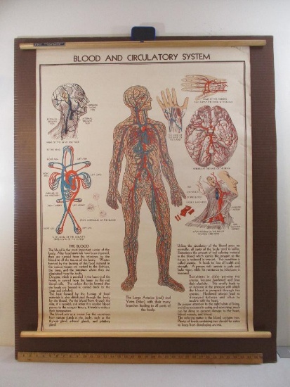 Vintage Fabric Medical Poster FH 7: Blood and Circulatory System, 32 1/4" x 41 1/2", Copyright