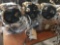 Six Heat Sink Assemblies
