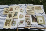 Large Assortment of Prints with animals and scenes