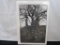 Trees, Avesbury, England, Signed Black & White Photograph Print, 13.5 X 19.5 Foam Backed
