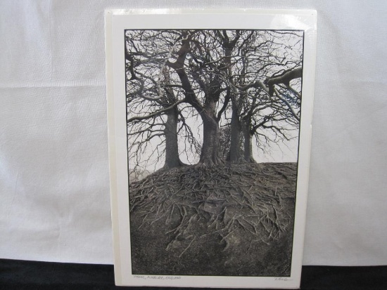 Trees, Avesbury, England, Signed Black & White Photograph Print, 13.5 X 19.5 Foam Backed