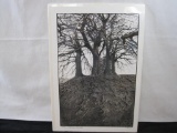 Trees, Avesbury, England, Signed Black & White Photograph Print, 13.5 X 19.5 Foam Backed