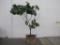 Live Fiddle Leaf Fig Plant with Large Woven Basket, App. 6.5