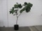 Fiddle Leaf Fig Live Plant, Approx 6