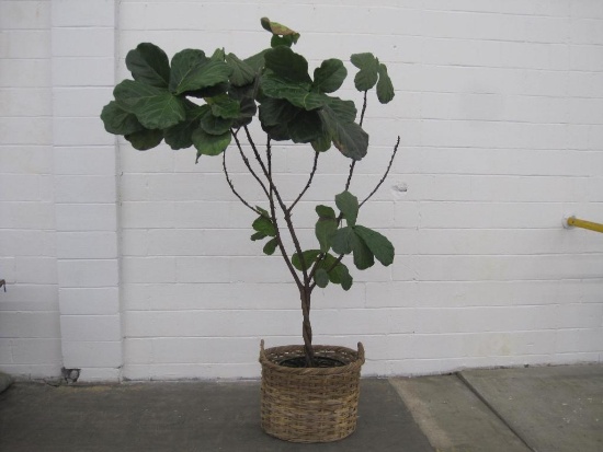 Live Fiddle Leaf Fig Plant with Large Woven Basket, App. 6.5" High