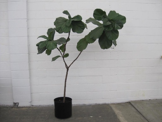 Fiddle Leaf Fig Live Plant, Approx 6" High