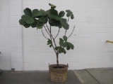 Live Fiddle Leaf Fig Plant with Large Woven Basket, App. 6.5