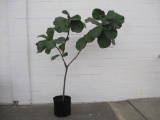Fiddle Leaf Fig Live Plant, Approx 6