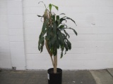 Live Corn Plant, Approx 5' High