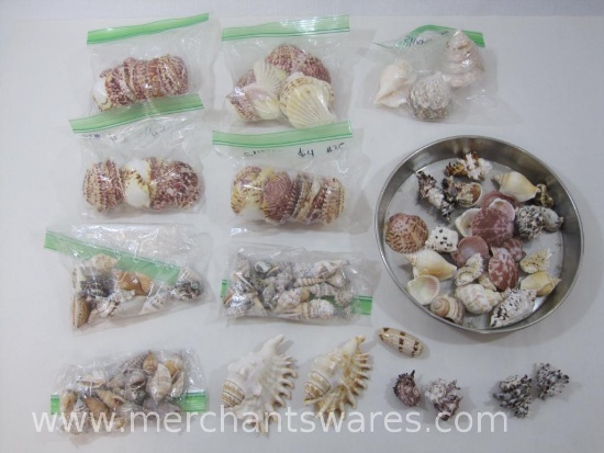 Assortment of Seas Shells, great for crafting and decor