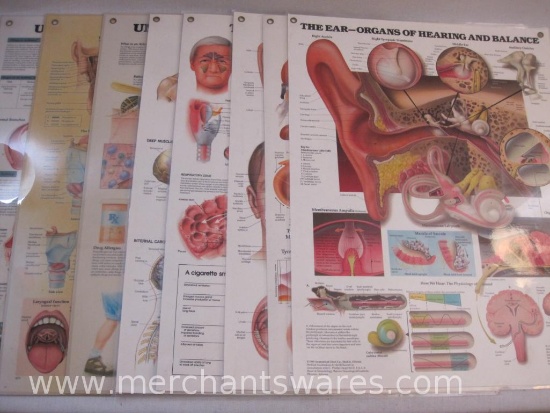 Eight Laminated 26.5 by 20.5 Inch Physician's Office Panels, 3lb ship weight, can be rolled but not