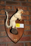 Albino Squirrel Mount