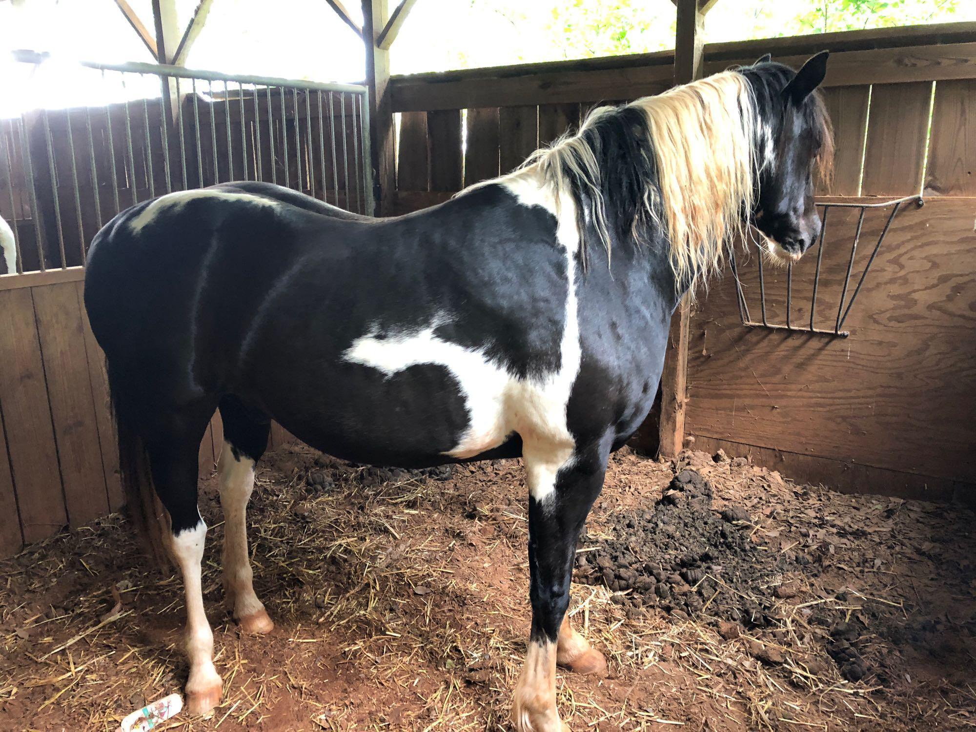 Black And White Paint Horse