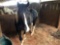 BLACK/WHITE PAINT HORSE, GELDING(NEGATIVE COGGINS ON 4-11-18) NAME IS COMET