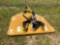 NEW/UNUSED KING KUTTER 5? ROTARY MOWER, FLEX HITCH, SOLID TAIL WHEEL, STUMP JUMPER(YELLOW)