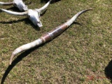 LONGHORN HORNS