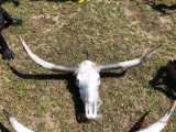 LONGHORN SKULL