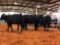 (4) BLACK OPEN HEIFERS(SOLD 4 times the money, must take all) Tag #431 Tag #424 Tag #425 Tag #440