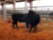(2) BLACK OPEN HEIFERS(SOLD 2 times the money, must take all) Tag #443, tag 423