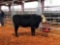 (4) BLACK WHITE FACE OPEN HEIFERS(SOLD 4 times the money, must take all) Tag #blank yellow, 399,
