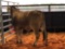 (2) RED BRAHMA CROSS OPEN HEIFERS(SOLD 2 times the money, must take all) Tag #572, 444