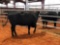 (3) BLACK COW CALF PAIRS (3 times money, must take all) Cow tag 411, 446, 373 Calf tag 411A, 446A,