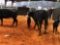 (2) BLACK WHITE FACE COW CALF PAIRS (Sells 2 times the money, must take all) cow tags 379, 417 Calf