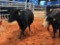 (2) BLACK BRED COWS(sells 2 times the money, must take all) #436 7 months #409 7 months
