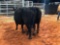 (2) BLACK AND BLACK WHITE FACE BRED COWS(sells 2 times the money, must take both) #383 6 months #403