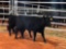 (2) BLACK WEANED OPEN HEIFERS #569, 579(2 times the money, must take both)