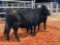 (2) BLACK AND BLACK WHITE FACE BRED COWS(sells 2 times the money, must take both) #390 2 months #421