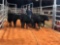 4 BLACK OPEN HEIFERS(sells 4 times the money) #566, 567, 575, 574