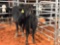 (1) BLACK COW CALF PAIR COW#309 Calf#27