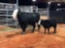 BLACK WHITE FACE COW CALF PAIR COW# 308 Calf#42