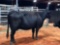 BLACK COW CALF PAIR COW#357 Calf#19