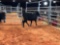 (3) BLACK OPEN COWS(sells 3 times the money, must take all) Cow#447,553,351