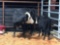 Black white face cow calf pair Cow#312 Calf#36