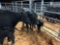 (2) BLACK COW CALF PAIRS (sells 2 times the money, must take both) Cow#376, 397 Calf#376A, 397A